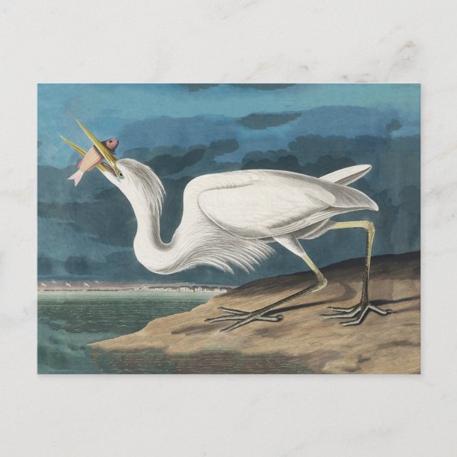Carte Postale Grande Aigrette d'Audubon : Oiseau côtier vintage (Devant)