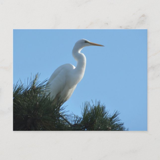 Carte Postale Grande Aigrette en Floride ensoleillée (Devant)