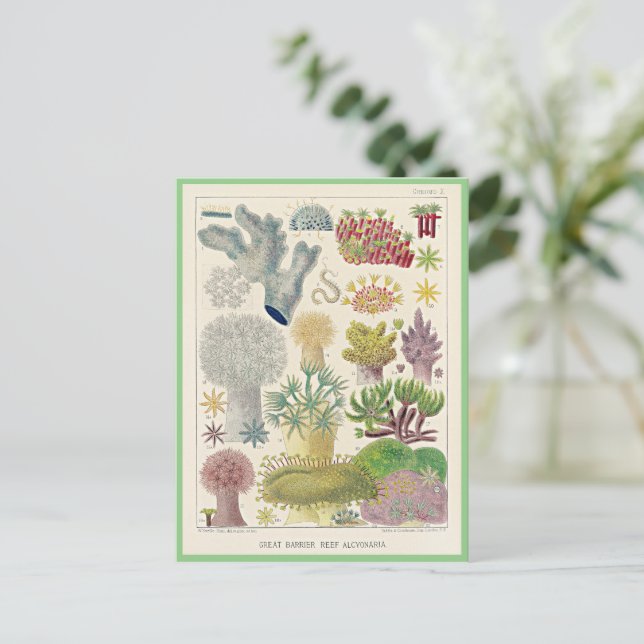 Carte Postale Grande barrière de corail de l'Australie, Alcyonar (Debout devant)