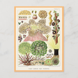 Carte Postale Grande barrière de corail de l'Australie Anémones
