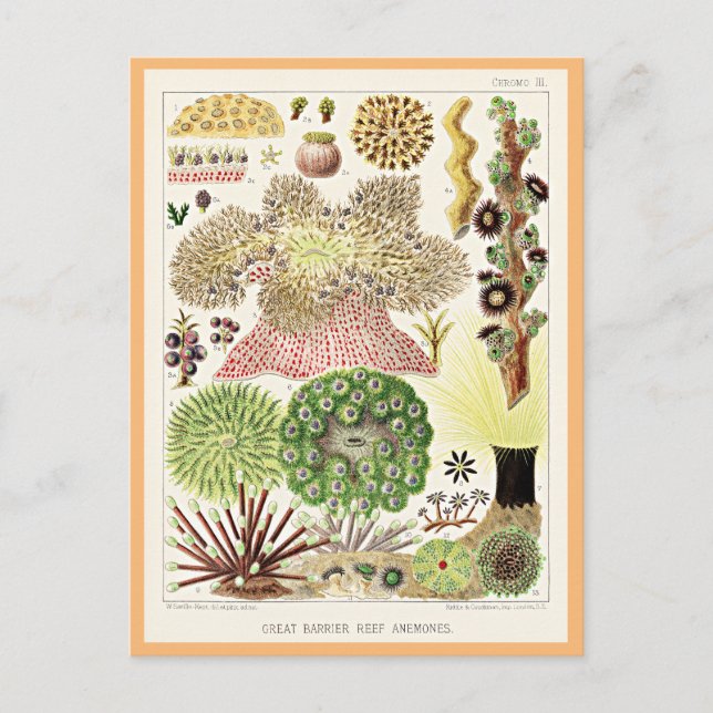 Carte Postale Grande barrière de corail de l'Australie Anémones (Devant)