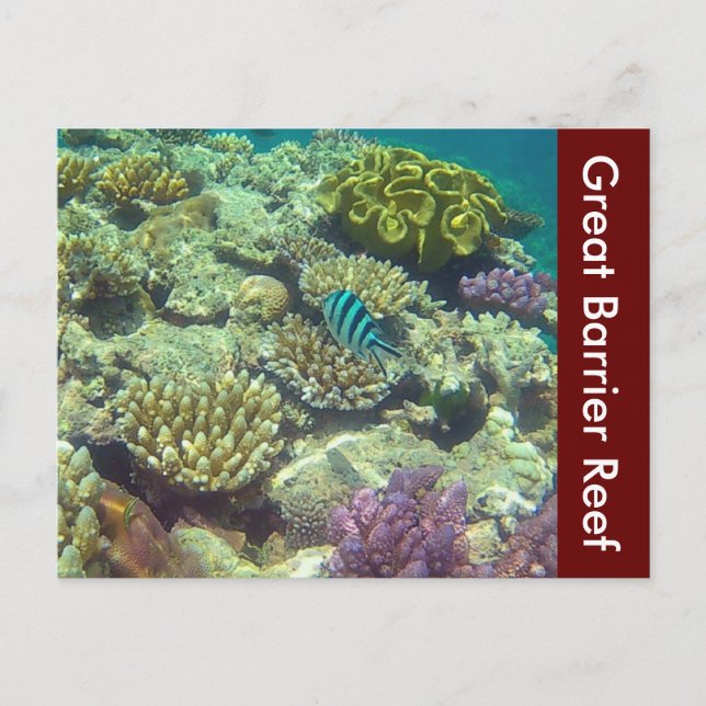 Carte Postale grande barrière récif australie (Devant)