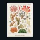 Carte Postale Grande barrière vintage de corail d'Australie<br><div class="desc">Coraux de la Grande barrière de corail de la Grande barrière de corail d'Australie (1893) par William Saville-Kent (1845-1908).</div>