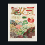 Carte Postale Grande barrière vintage de corail d'Australie<br><div class="desc">Coraux de la Grande barrière de corail de la Grande barrière de corail d'Australie (1893) par William Saville-Kent (1845-1908).</div>
