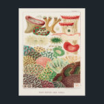 Carte Postale Grande barrière vintage de corail d'Australie<br><div class="desc">Coraux de la Grande barrière de corail de la Grande barrière de corail d'Australie (1893) par William Saville-Kent (1845-1908).</div>
