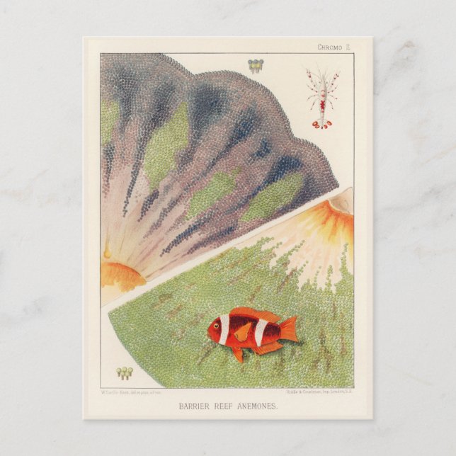 Carte Postale Grande barrière vintage de l'Australie Anémones (Devant)