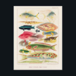 Carte Postale Grande barrière vintage de l'Australie Poissons<br><div class="desc">Les poissons de la Grande barrière de corail de la Grande barrière de corail d'Australie (1893) par William Saville-Kent (1845-1908).</div>