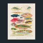 Carte Postale Grande barrière vintage de l'Australie Poissons<br><div class="desc">Les poissons de la Grande barrière de corail de la Grande barrière de corail d'Australie (1893) par William Saville-Kent (1845-1908).</div>