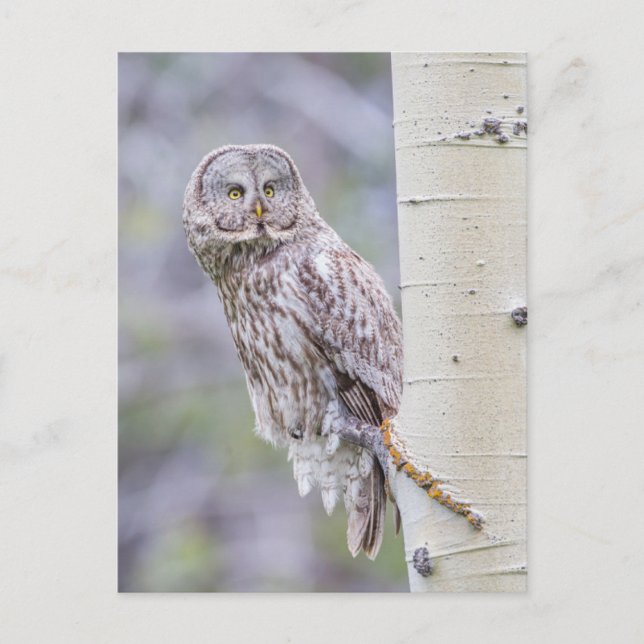 Carte Postale Grande branche de tremble gris (Devant)