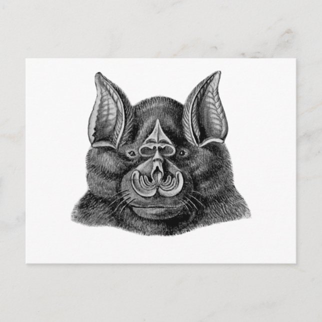 Carte Postale Grande chauve-souris à fer à cheval (Devant)