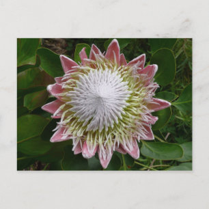 Carte Postale Grande fleur rose et blanche, photo de la nature