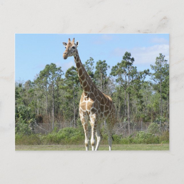 Carte Postale Grande Giraffe Au Zoo (Devant)
