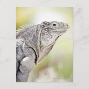 Carte Postale Grande Iguana verte lézarder au soleil