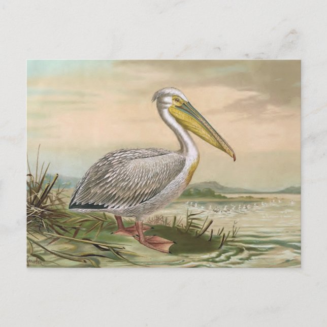 Carte Postale Grande illustration Vintage d'oiseaux pélicans bla (Devant)