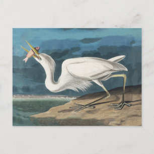 Carte Postale Grande Peinture de la faune d'Audubon Heron blanc