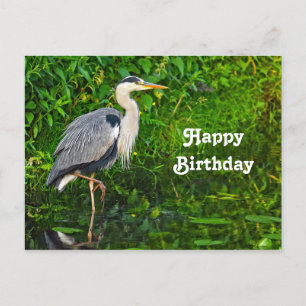 Carte Postale Grande photo de naissance de faune d'oiseau de hér