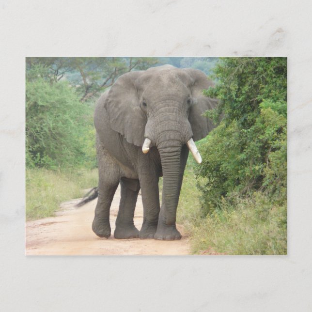 Carte Postale Grande photo d'éléphant (Devant)