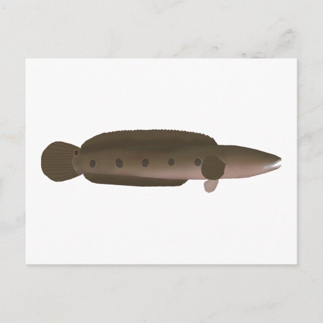 Carte Postale Grande Tête (Devant)