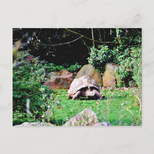 Carte Postale Grande tortue (Devant)