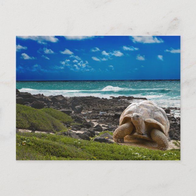 Carte Postale Grande tortue au bord de mer (Devant)