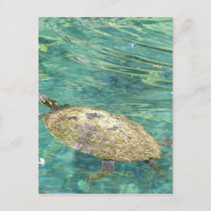 Carte Postale grande tortue fluviale nager
