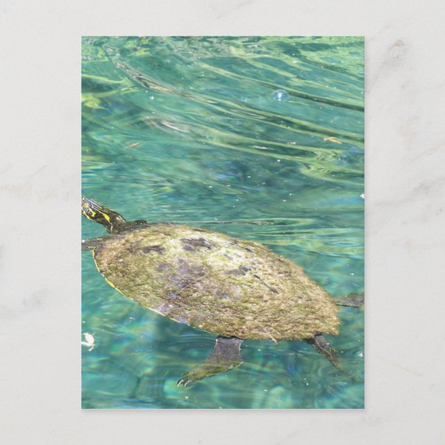 Carte Postale grande tortue fluviale nager (Devant)