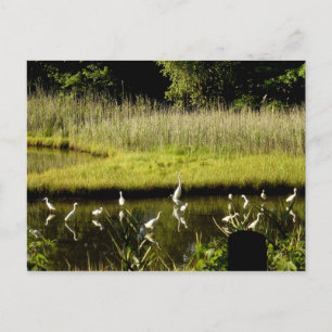 Carte Postale Grandes Aigrettes dans le marais