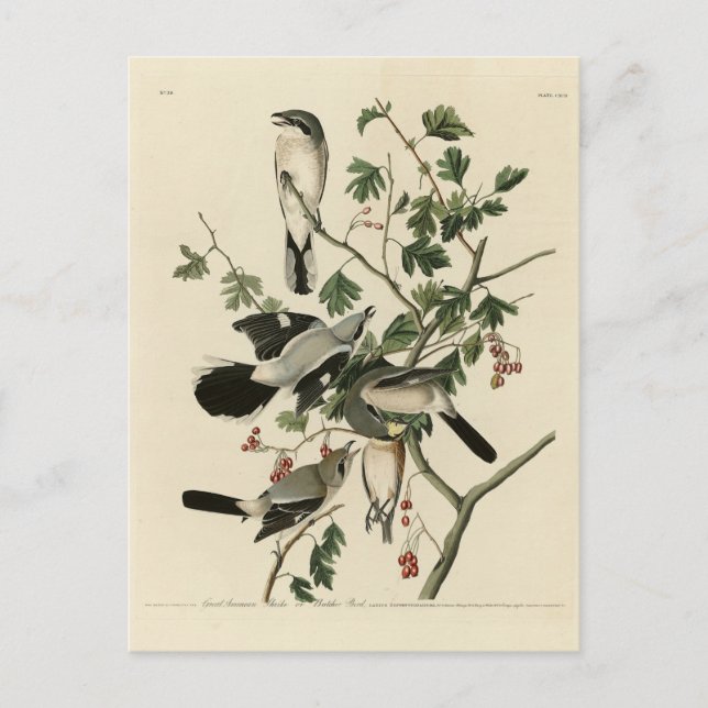 Carte Postale Grandes Grêlées Cinééries - Audubon Birds of Ameri (Devant)