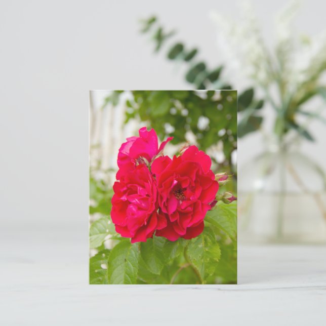 Carte Postale Grandes roses rouges dans le jardin  (Debout devant)