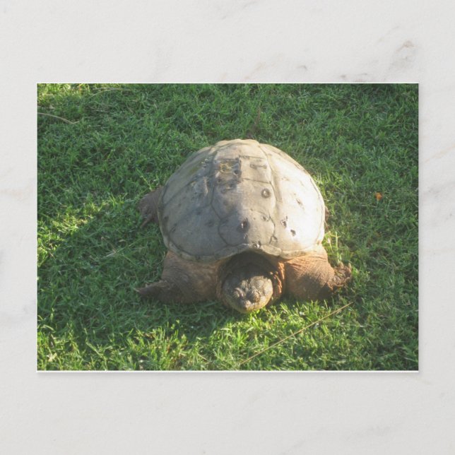 Carte Postale Grandpa Turtle (Devant)