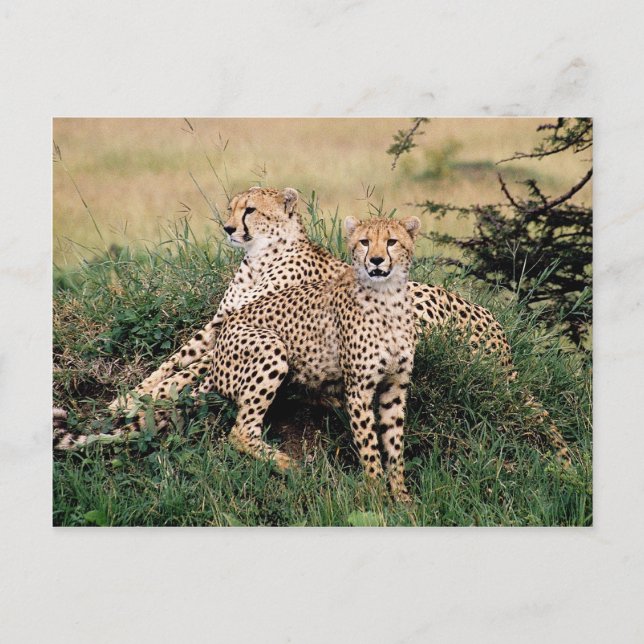 Carte Postale Grands Félins - 13 (Devant)