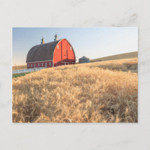 Carte Postale Grange, champs de blé d'été près de Sprague, Est 1