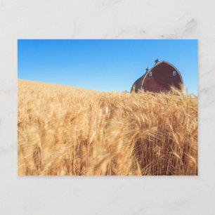 Carte Postale Grange, champs de blé d'été près de Sprague, Est 2