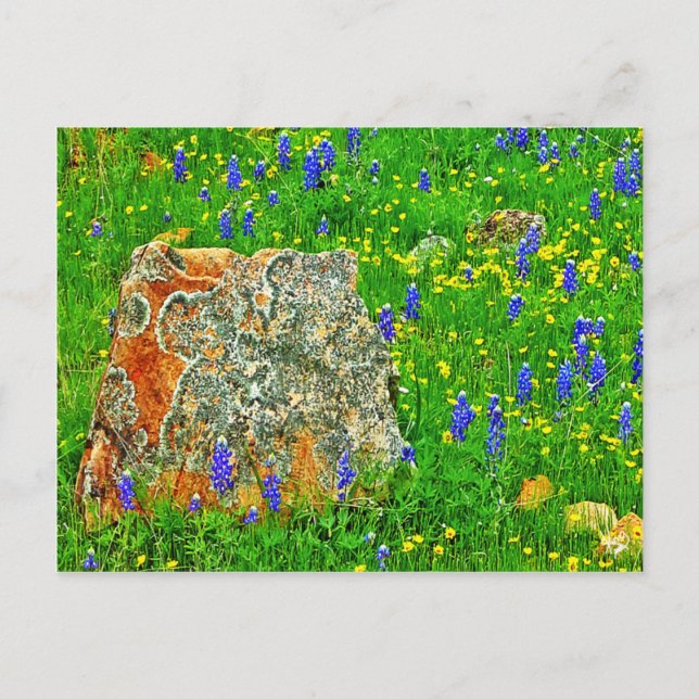 Carte Postale Granit et Fleurs sauvages sur Willow City Loop (Devant)
