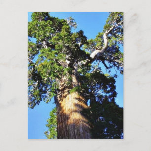 Carte Postale Grant Trees Sequoias Bark Branches