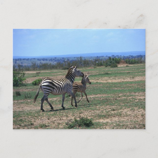 Carte Postale Grant Zebra (Devant)
