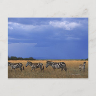 Carte Postale Grant Zebra 2