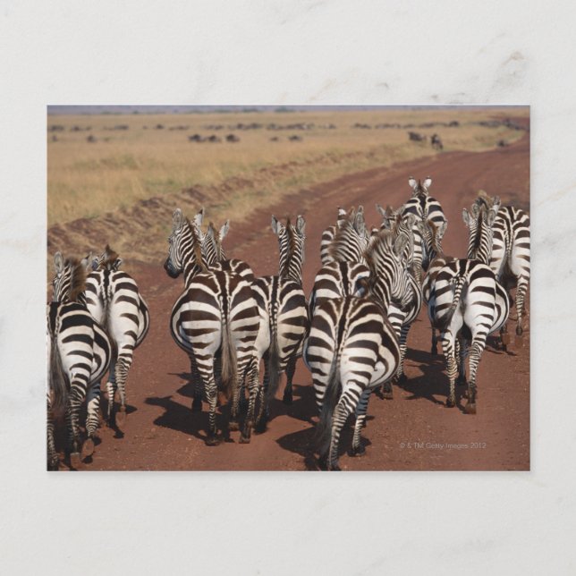 Carte Postale Grant Zebra 4 (Devant)