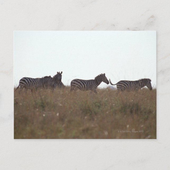 Carte Postale Grant Zebra 7 (Devant)