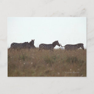 Carte Postale Grant Zebra 7