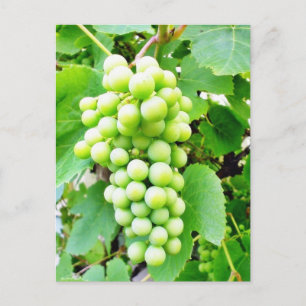 Carte Postale Grapevine