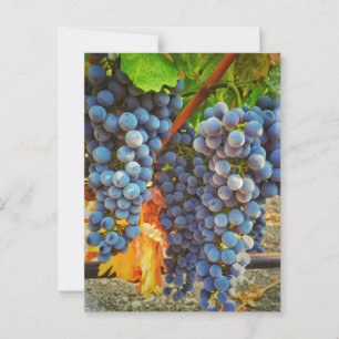 Carte Postale Grapevines dans la vallée de Napa