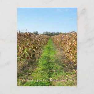 Carte Postale Grapevines en PA du Nord-Est