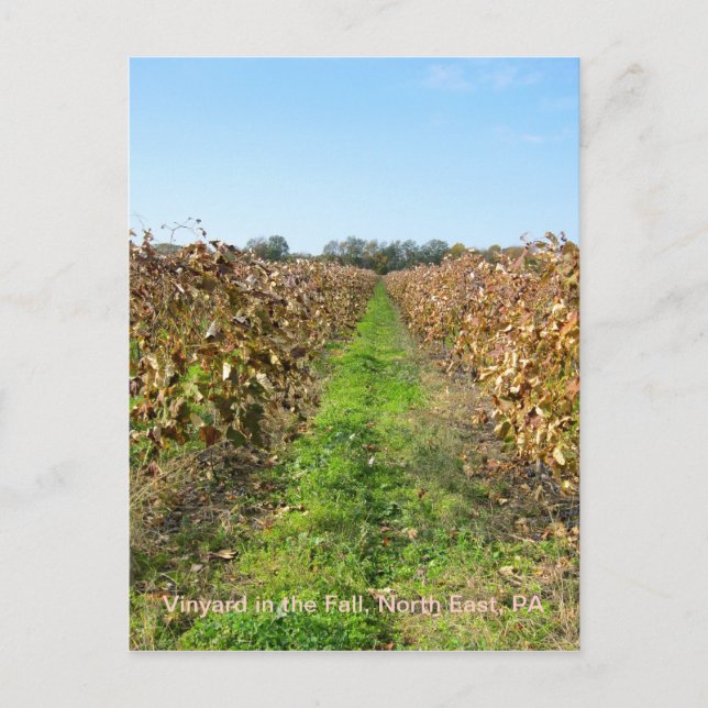 Carte Postale Grapevines en PA du Nord-Est (Devant)