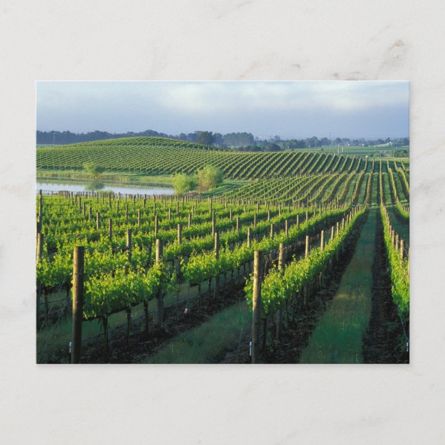 Carte Postale Grapevines en rangées soignées à Napa en Californi (Devant)