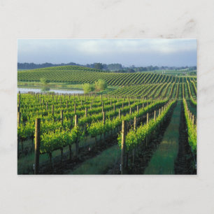 Carte Postale Grapevines en rangées soignées à Napa en Californi