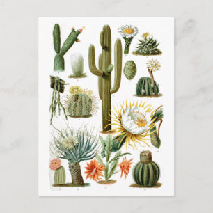 Carte Postale Graphique Cactus vintage