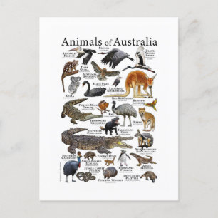 Carte Postale Graphique d'animaux d'Australie