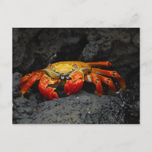 Carte Postale Graphique De Crabe Des Îles Galapagos