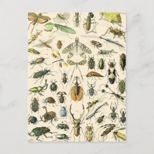 Carte Postale Graphique des insectes et des bogues Entomologie V